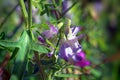 Flowers of sweet pea close-up on blurred background Royalty Free Stock Photo