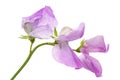 Flowers of sweet pea, isolated on white background Royalty Free Stock Photo