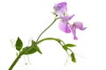 Flowers of sweet pea, isolated on white background Royalty Free Stock Photo