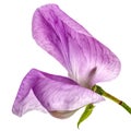 Flowers of sweet pea, isolated on white background Royalty Free Stock Photo