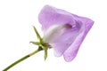 Flowers of sweet pea, isolated on white background Royalty Free Stock Photo