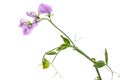 Flowers of sweet pea, isolated on white background Royalty Free Stock Photo