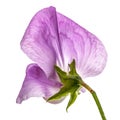 Flowers of sweet pea, isolated on white background Royalty Free Stock Photo