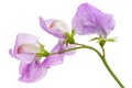 Flowers of sweet pea, isolated on white background Royalty Free Stock Photo