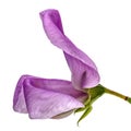 Flowers of sweet pea, isolated on white background Royalty Free Stock Photo