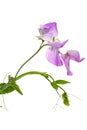 Flowers of sweet pea, isolated on white background Royalty Free Stock Photo