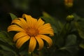 Small sun flower