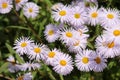 Flowers of Symphyotrichum novae-angliae syn. Aster novae-angliae or New England aster