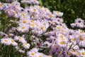 Flowers of Symphyotrichum novae-angliae syn. Aster novae-angliae or New England aster
