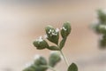 Flowers of a Syrian oregano plant, Origanum syriacum Royalty Free Stock Photo