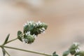 Flowers of a Syrian oregano plant, Origanum syriacum Royalty Free Stock Photo