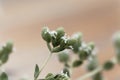 Flowers of a Syrian oregano plant, Origanum syriacum Royalty Free Stock Photo