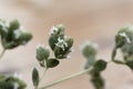 Flowers of a Syrian oregano plant, Origanum syriacum Royalty Free Stock Photo