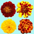 Flowers of tagetes isolated. Set of colorful tagetes isolated. Colorful flowers. Yellow and orange flowers. Marigold Royalty Free Stock Photo