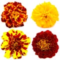 Flowers of tagetes isolated. Set of colorful tagetes isolated. Colorful flowers. Yellow and orange flowers. Marigold Royalty Free Stock Photo