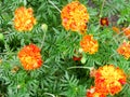 Flowers of Tagetes, national symbol of Ukraine