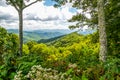 Flowers and Tall Trees Line the Blue Ridge Parkway in North Carolina Royalty Free Stock Photo