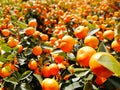 The flowers tangerine