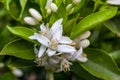 Flowers of a tangerine tree among leaves. Close up Royalty Free Stock Photo