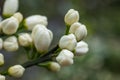 Flowers of a tangerine tree among leaves. Close up Royalty Free Stock Photo