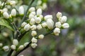 Flowers of a tangerine tree among leaves. Close up Royalty Free Stock Photo