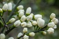 Flowers of a tangerine tree among leaves. Close up Royalty Free Stock Photo