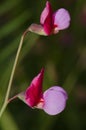 Flowers of Tangier pea Lathyrus tingitanus.