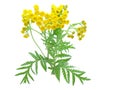 Flowers of tansy.