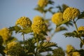 Flowers tansy on a blue sky background in early summer