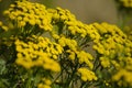 Flowers tansy ordinary. Bright yellow wildflowers close-up.