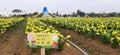 Flowers of 2023 Taoyuan Calla Lily Festival, Dayuan District, Taoyuan City, Taiwan