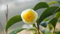 Flowers of the tea tree in the farm