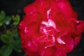 Red hybrid tea rose in bloom during spring