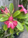 Adenium obesum is a poisonous species of flowering plant