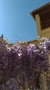 Flowers of the terrace