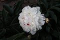 Peony Festiva Maxima. This is an old and very well known in the Pioneer copte.