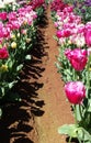 Flowers from the Tesselaar Tulip Festival Royalty Free Stock Photo