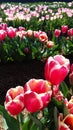 Flowers from the Tesselaar Tulip Festival Royalty Free Stock Photo