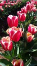 Flowers from the Tesselaar Tulip Festival Royalty Free Stock Photo