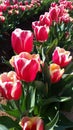 Flowers from the Tesselaar Tulip Festival Royalty Free Stock Photo