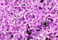 Flowers texture closeup Royalty Free Stock Photo