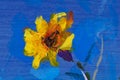 Flowers texture oil painting, Art Painted wildflowers Royalty Free Stock Photo