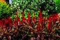 Celosia plumosa Century Fire flowering in rich velvety, scarlet and red shades in the garden Royalty Free Stock Photo