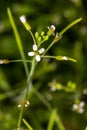 Flowers of Thale Cress