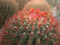 The flowers and thorn on the cactus top side