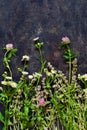 Flowers of thyme, clover, chamomile collected in a bouquet lie on a dark background. Wildflowers, herbs