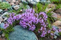 Flowers thyme pink mountains