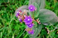 The flowers of Tibouchina granulosa in the forest