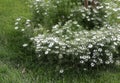 White flowers Fairyland Style in Garden Royalty Free Stock Photo