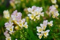 Flowers of Tiny Piny Ruby blooming in spring in Auckland Botanic Gardens Royalty Free Stock Photo